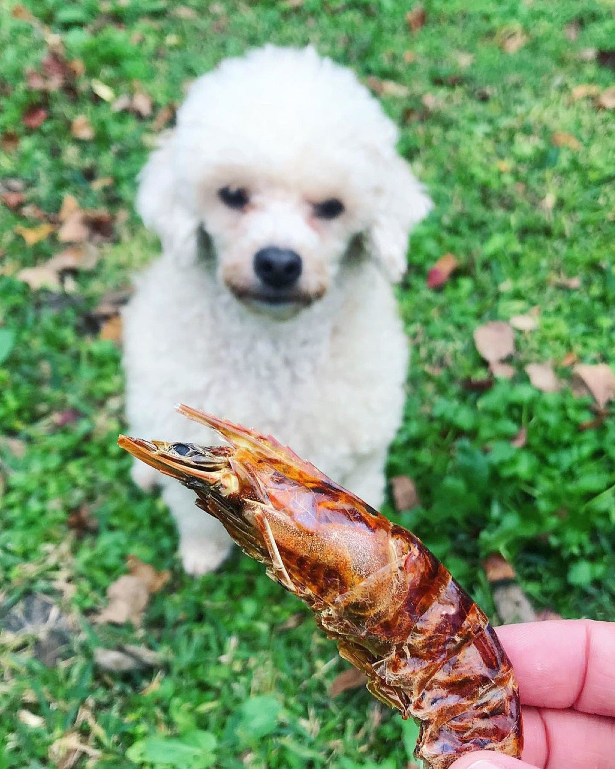 Shell-On Shrimp Dog & Cat Treats – Single-Ingredient Dehydrated Shrimp