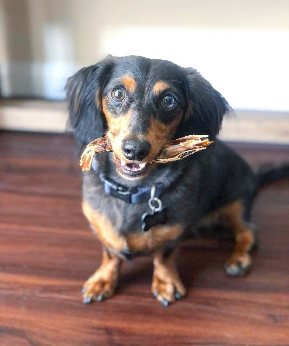 Shell-On Shrimp Dog & Cat Treats – Single-Ingredient Dehydrated Shrimp