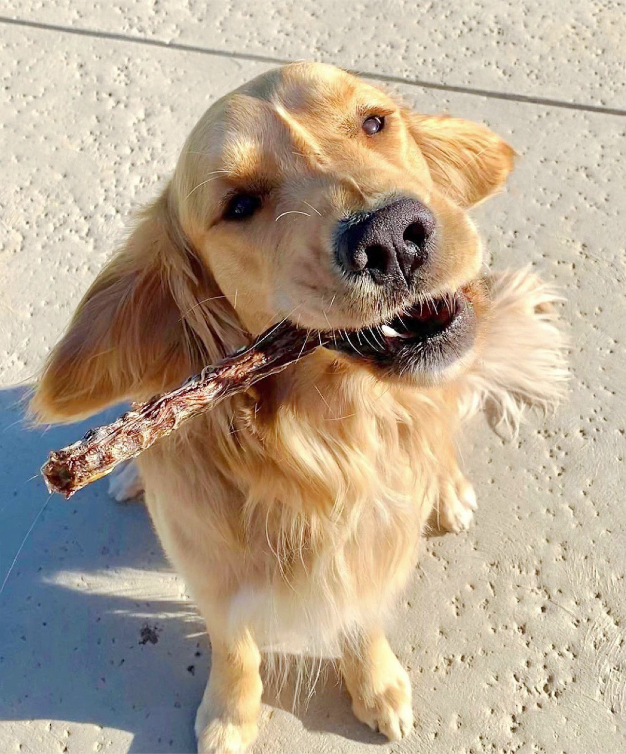 Whole Duck Neck Dog Chews – Natural Single-Ingredient Duck Chew