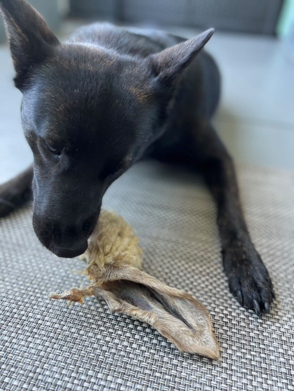 Lamb Ears for Dogs & Cats – Furry or Non-Furry Natural Chews