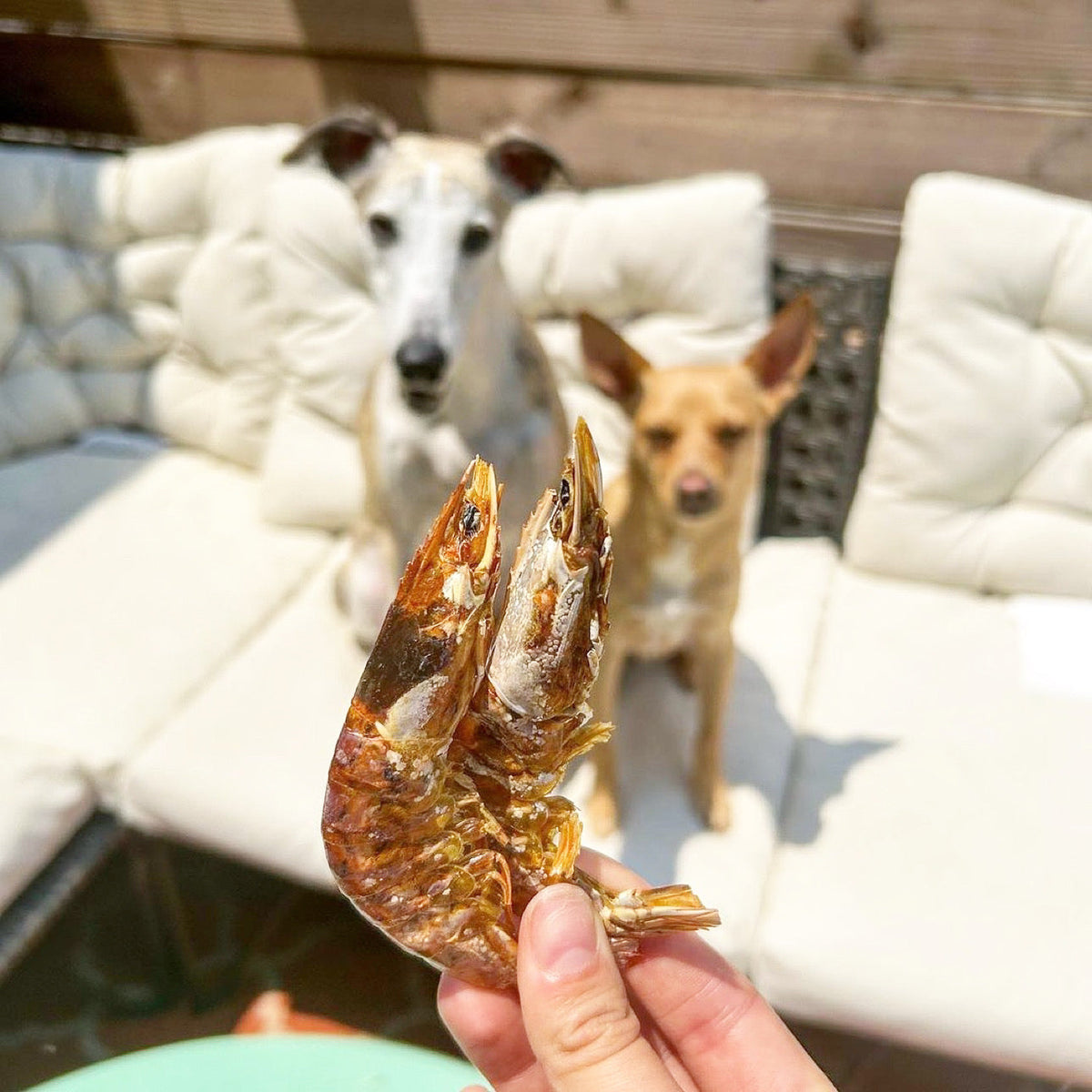 Shell-On Shrimp Dog & Cat Treats – Single-Ingredient Dehydrated Shrimp