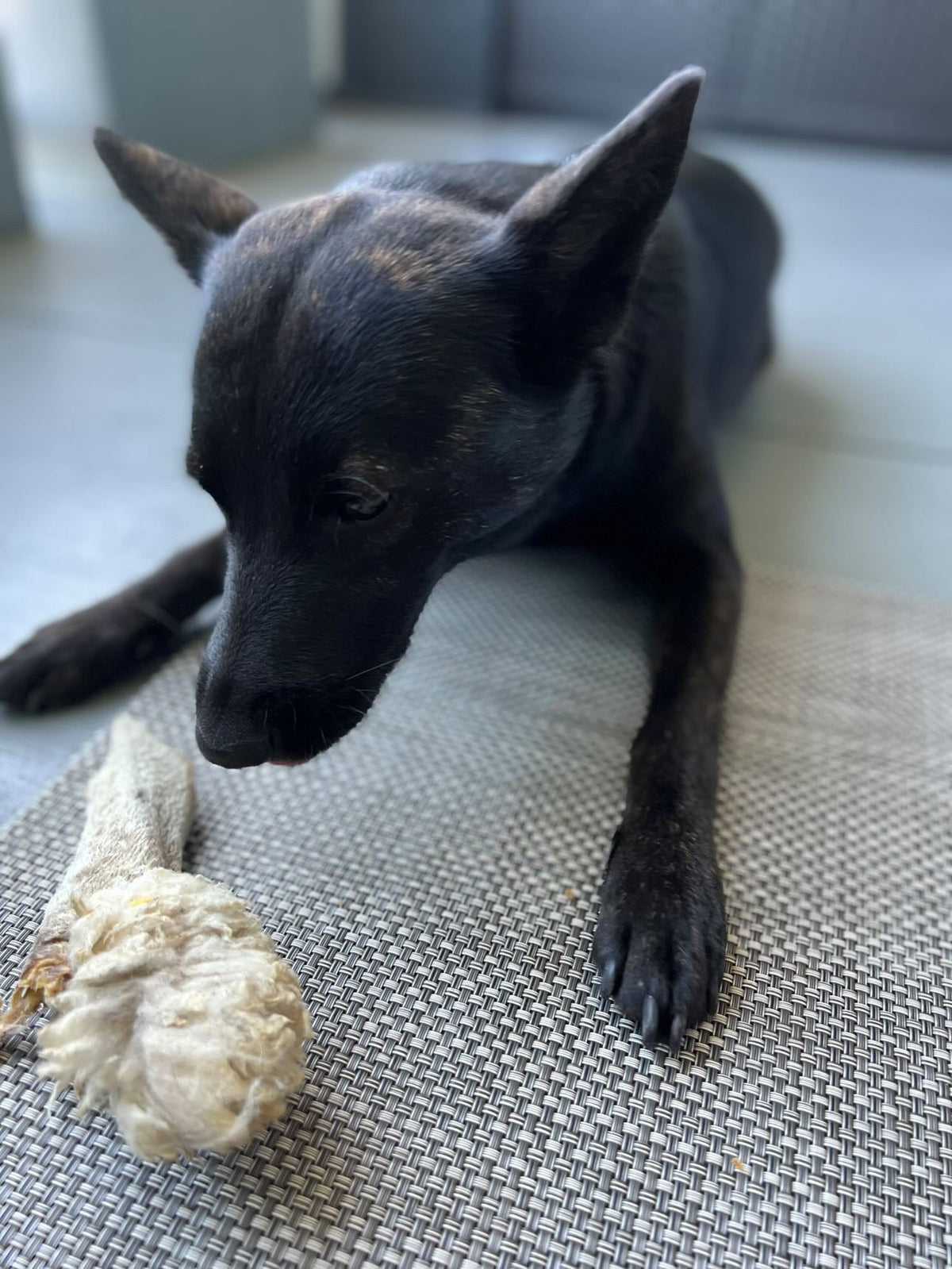Lamb Ears for Dogs & Cats – Furry or Non-Furry Natural Chews