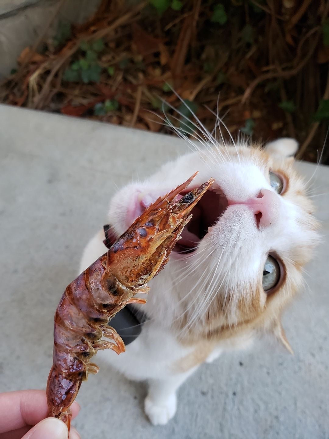 Shell-On Shrimp Dog & Cat Treats – Single-Ingredient Dehydrated Shrimp
