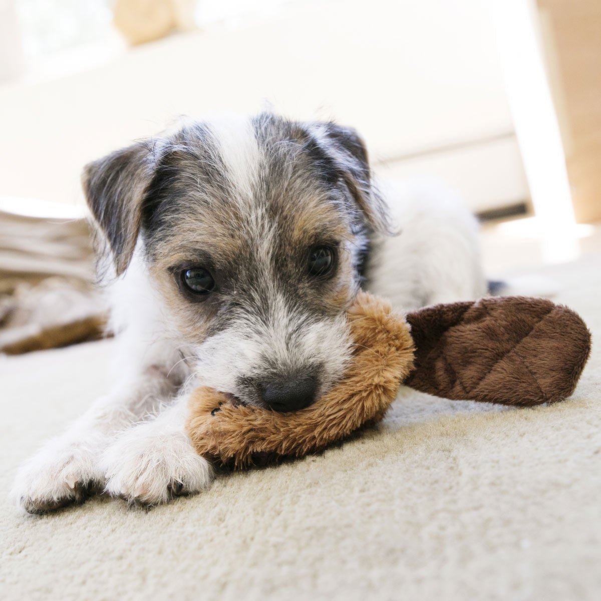 KONG Dr. Noyz X-Small Plush Dog Toys — Big Fun for Tiny Pups