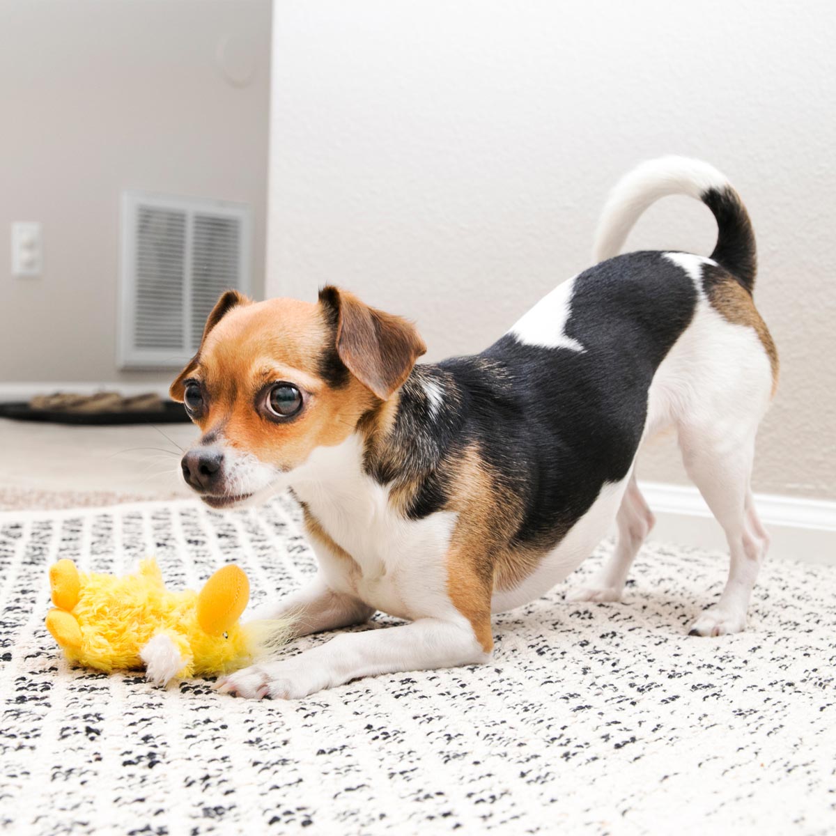 KONG Dr. Noyz X-Small Plush Dog Toys — Big Fun for Tiny Pups
