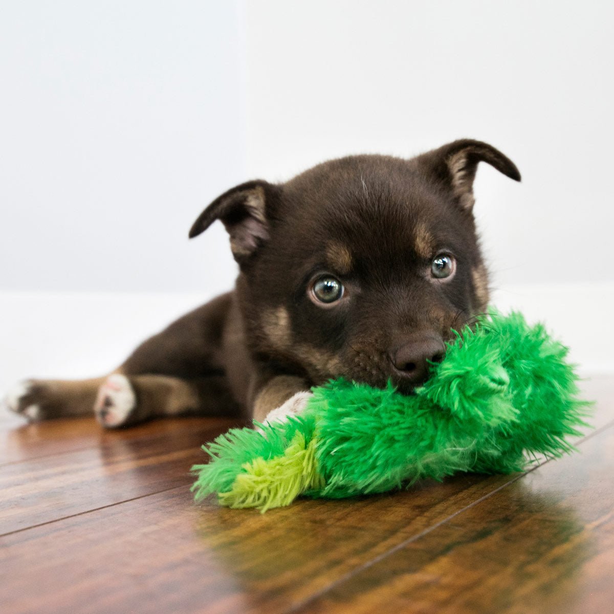 KONG Dr. Noyz X-Small Plush Dog Toys — Big Fun for Tiny Pups