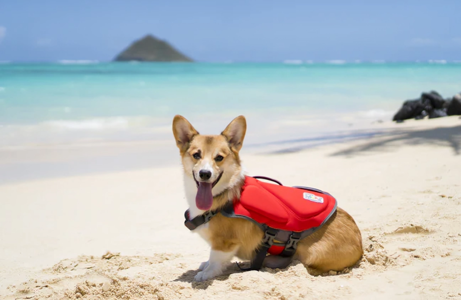 Outward Hound Dawson Swimmer: Top-Rated Life Jacket for Dogs - Safety & Comfort in Water