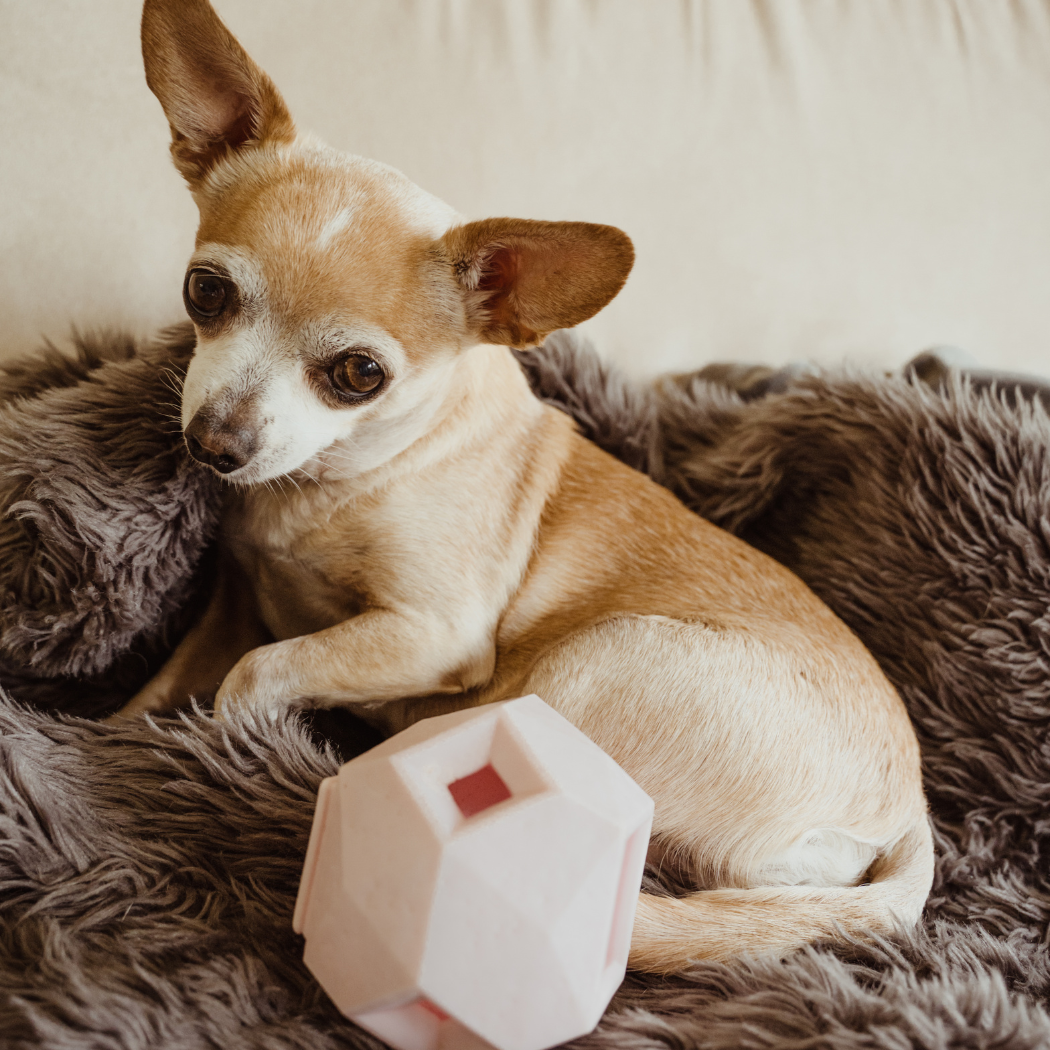 The Odin Treat Dispensing Dog Toy – Interactive Puzzle & Slow Feeder for Mental Stimulation