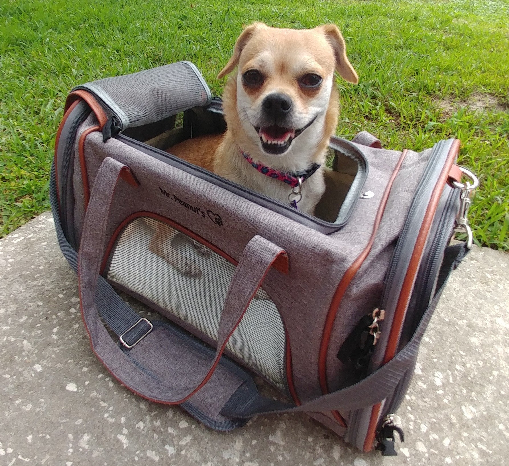 Mr. Peanut's Gold Series Airline Approved Pet Carrier – Soft-Sided Travel Tote for Cats & Small Dogs, Fits Under Airline Seats