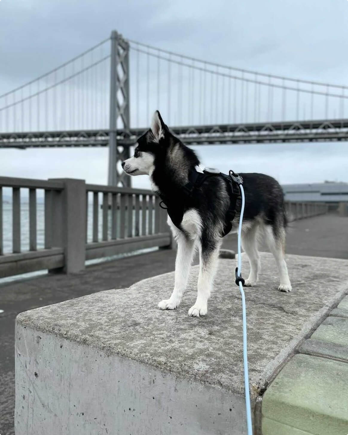 Magic Link® Hands-Free Dog Leash – Wear as Belt, Bandolier, or Wrist Strap