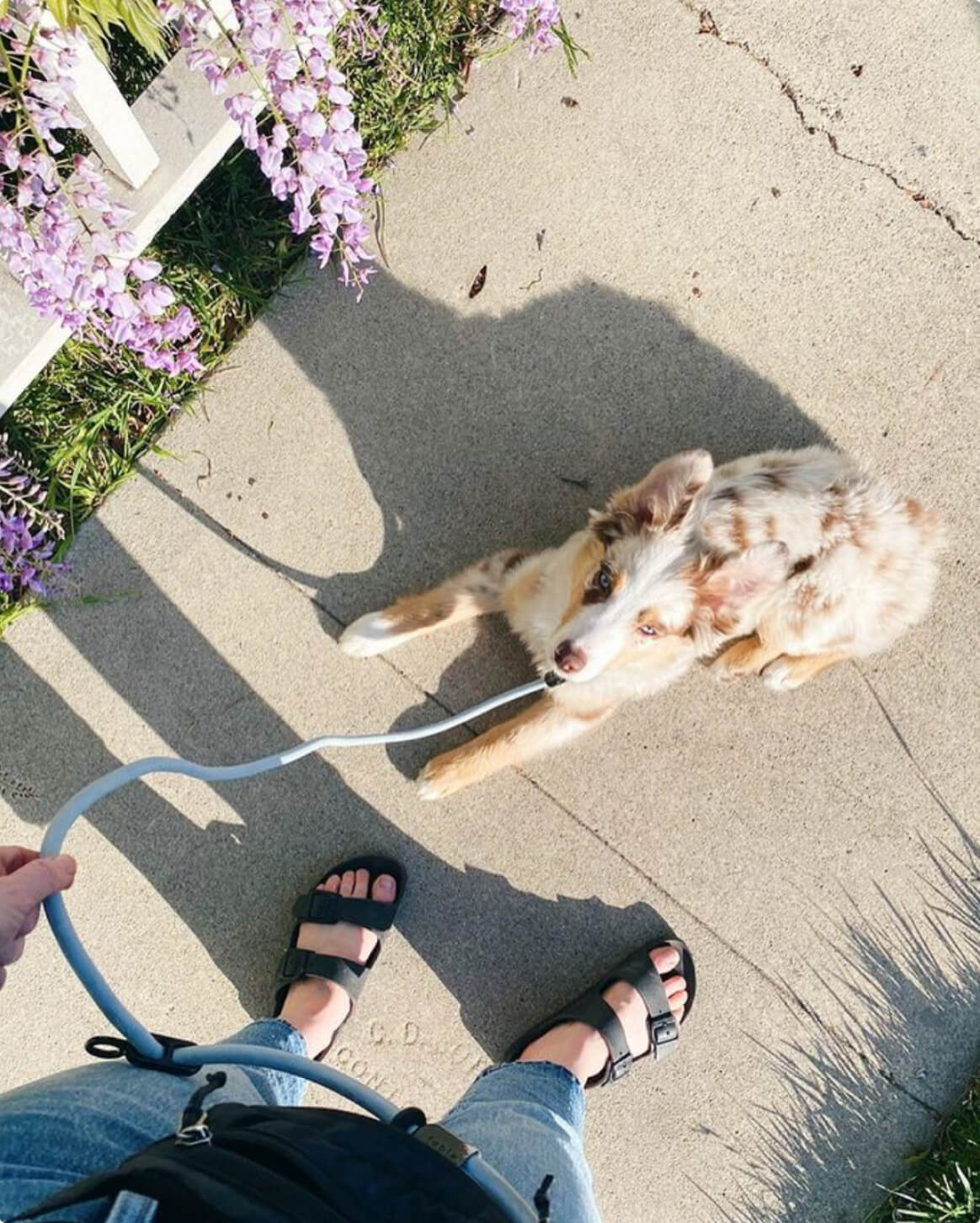 Magic Link® Hands-Free Dog Leash – Wear as Belt, Bandolier, or Wrist Strap