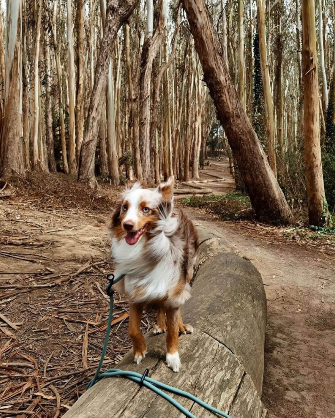 Magic Link® Hands-Free Dog Leash – Wear as Belt, Bandolier, or Wrist Strap