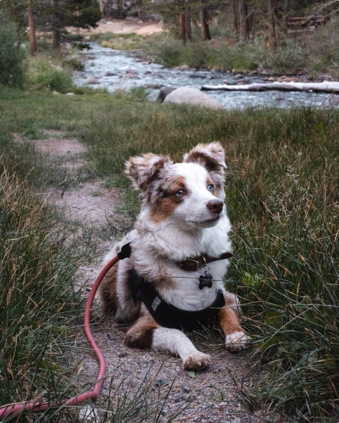 Magic Link® Hands-Free Dog Leash – Wear as Belt, Bandolier, or Wrist Strap