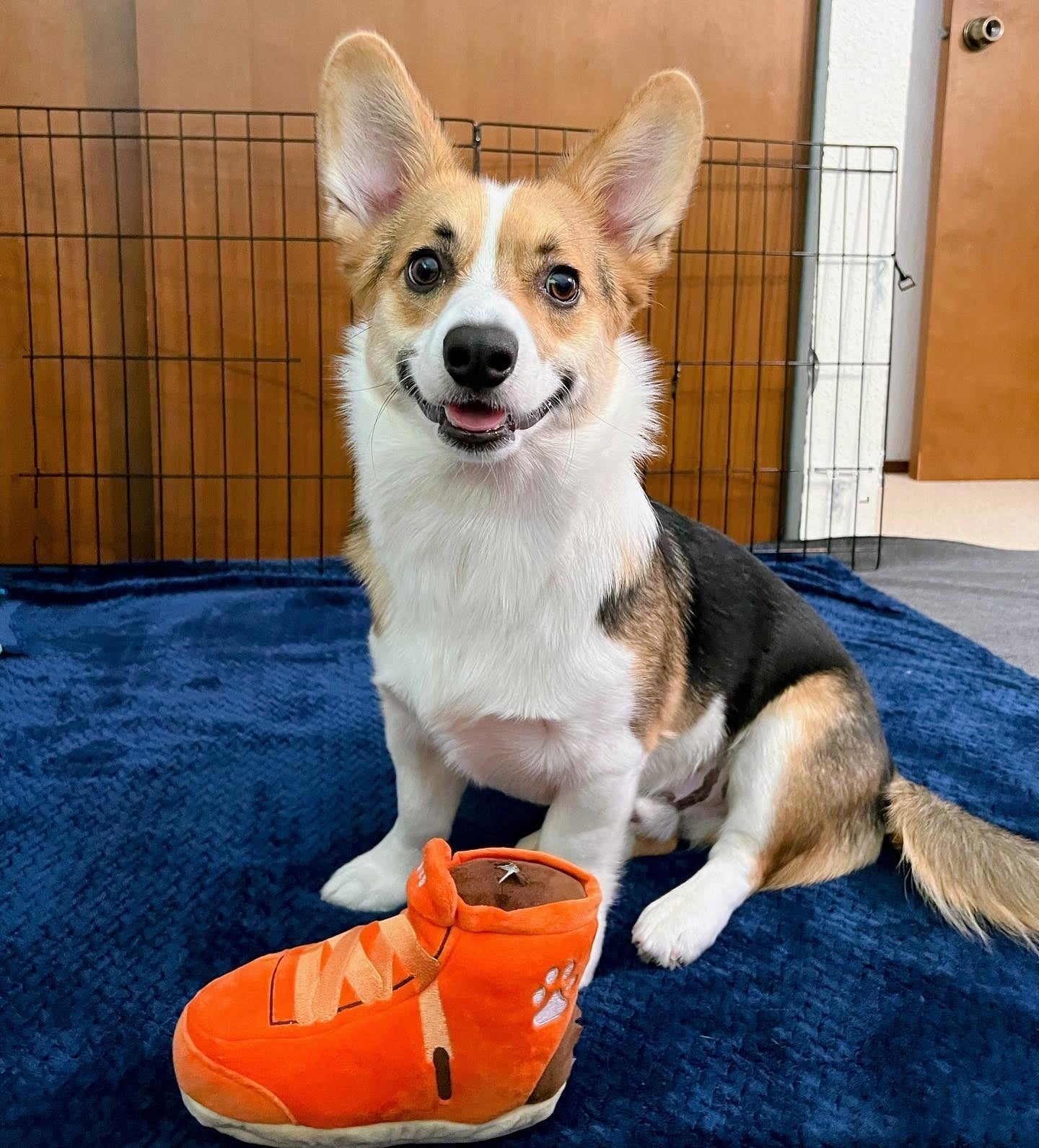 PAWTY Sneakers Dog Toy – Plush Squeaky Shoe Toy for Dogs Who Love to Chew & Fetch