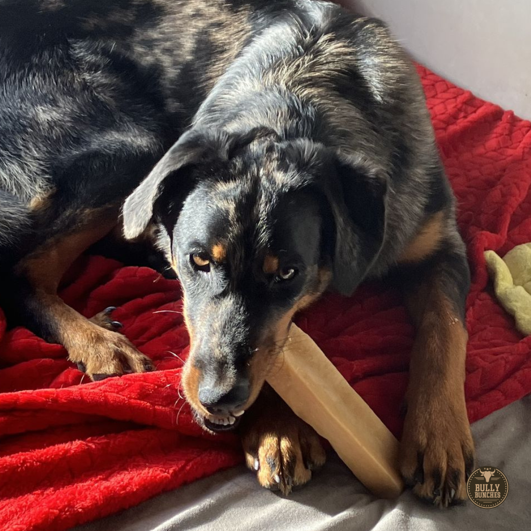 Mega Yak Cheese Dog Chew – Extra Large Himalayan Yak Milk Chew for Aggressive Chewers (190g+)