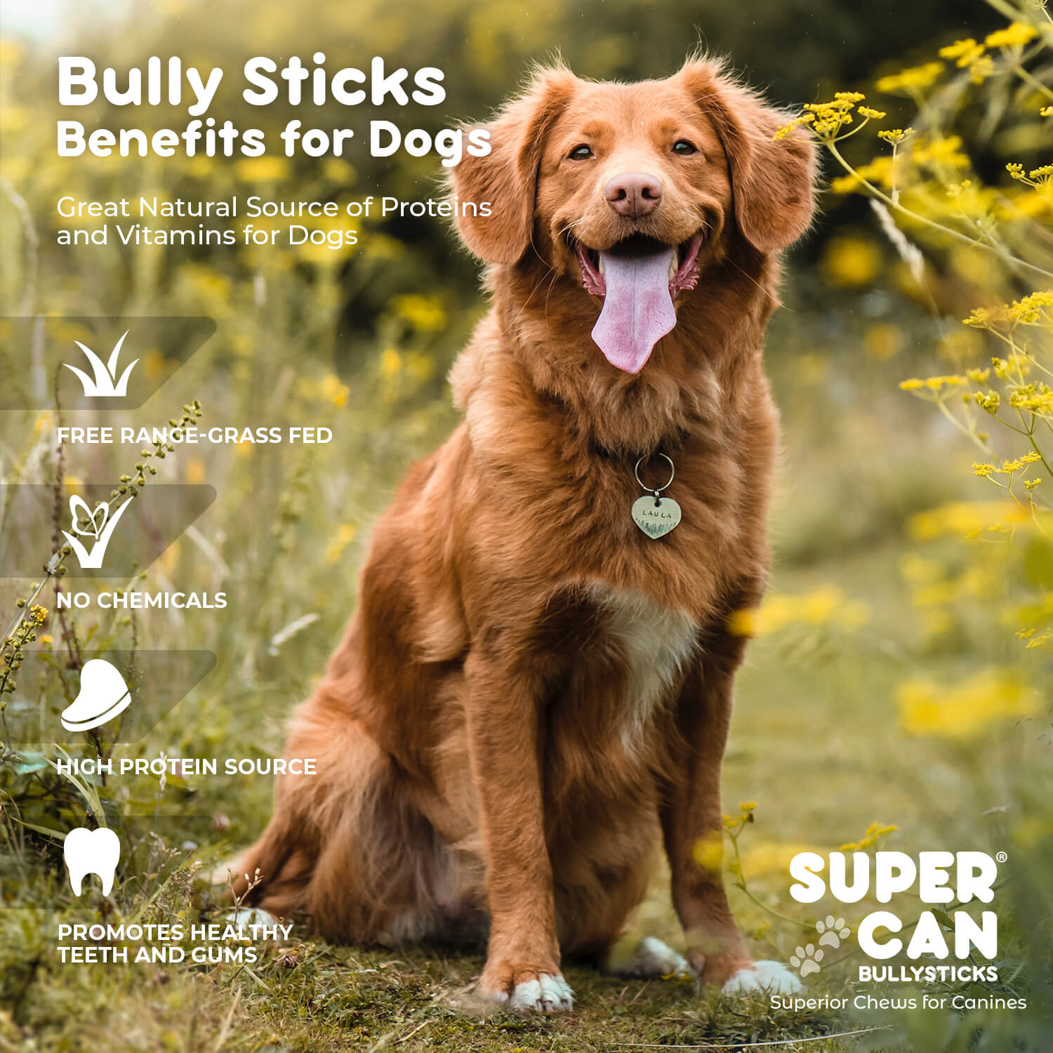 SuperCan Junior Bully Sticks (25 Sticks)| All-Natural 100% Beef Chews for Small Dogs & Puppies