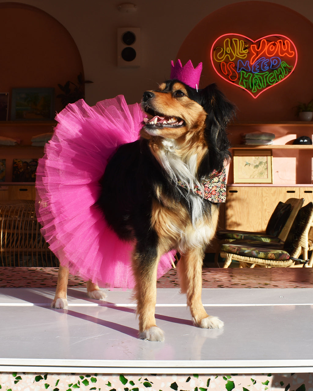 Colorful Wool Party Crowns for Pets – Adjustable & Photo-Ready