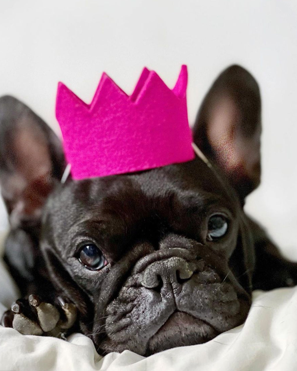 Colorful Wool Party Crowns for Pets – Adjustable & Photo-Ready