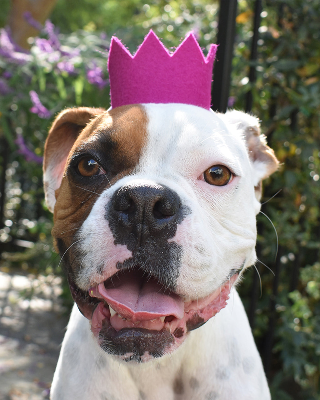 Colorful Wool Party Crowns for Pets – Adjustable & Photo-Ready