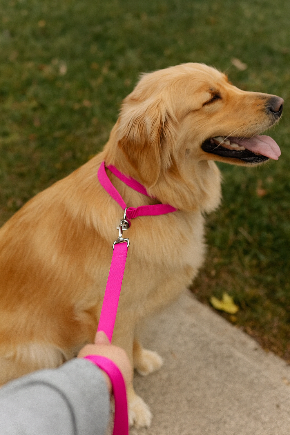 Durable Hot Pink Nylon Dog Leash – Heavy Duty, Adjustable, for Small to Large Dogs