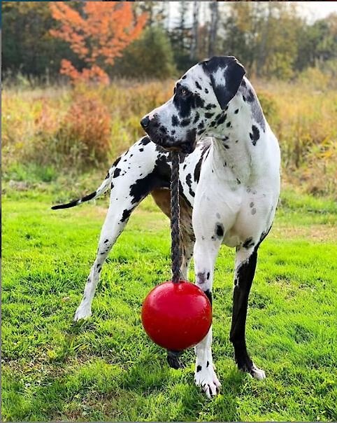 Jolly Ball Durable Floating Dog Ball –Tug, Chase, Swim & Play!