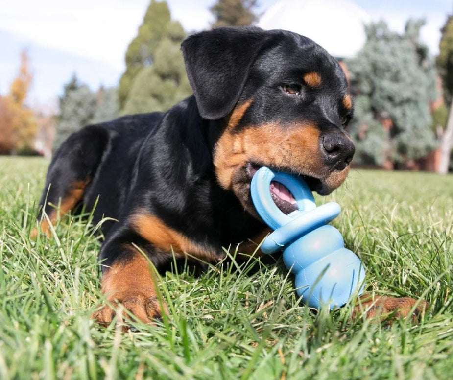 KONG Binkie Puppy Chew Toy – Small, Assorted Colors – Soothing Teething Toy for Puppies