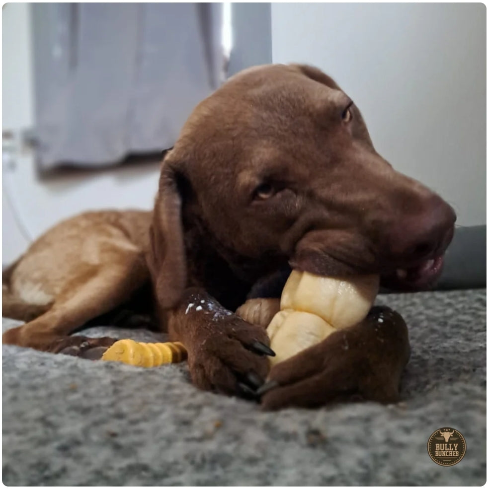 Peanut Butter-Filled Beef Cheek Roll for Dogs (5–6 Inch) – Long-Lasting & Rawhide-Free