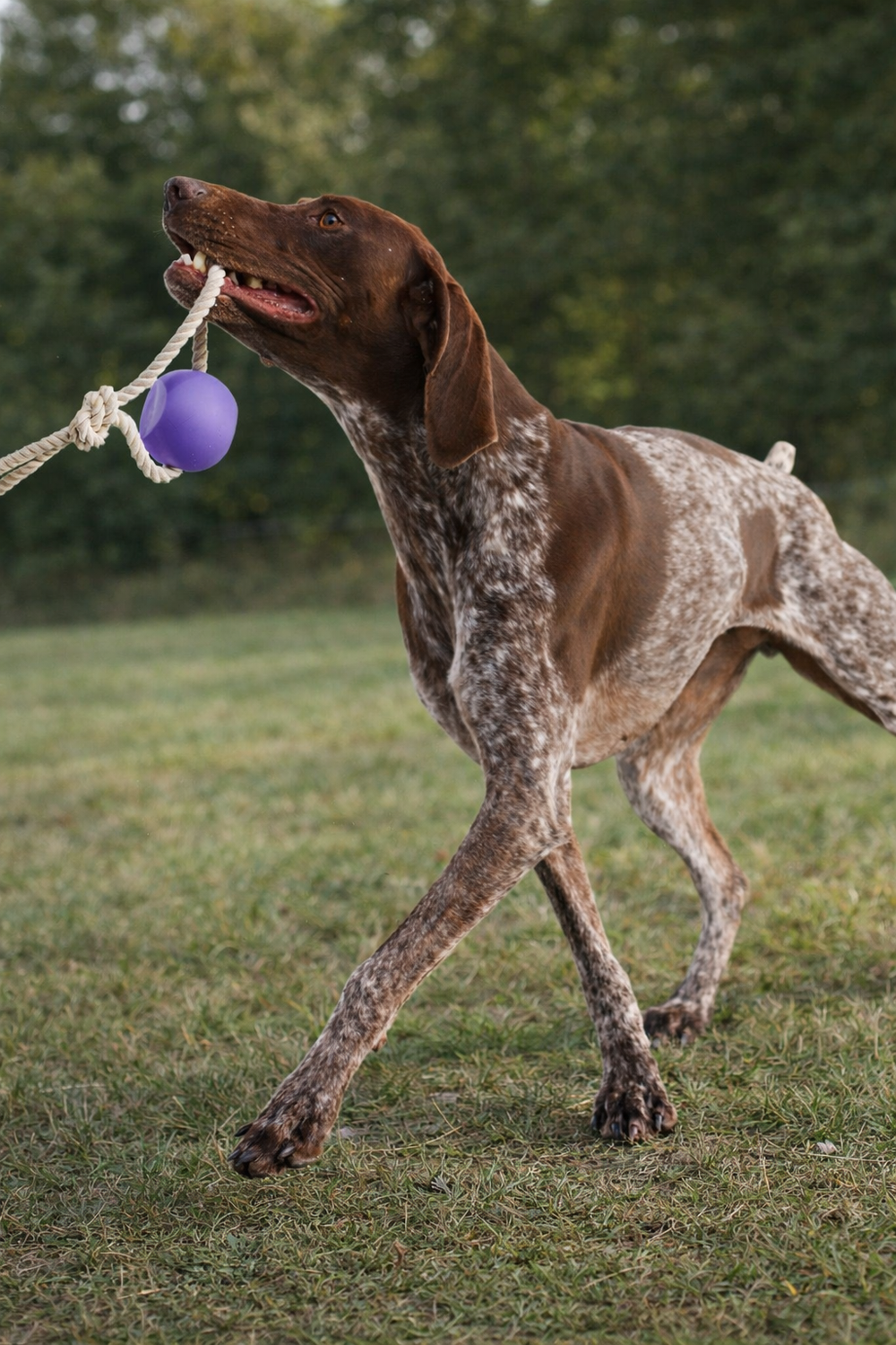 Yomp BallRope Dog Toy – Silicone Ball with Natural Cotton Tug Rope
