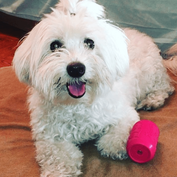 SodaPup Puppy Can Rubber Chew Toy & Treat Dispenser – USA-Made Teething & Enrichment Toy for Puppies