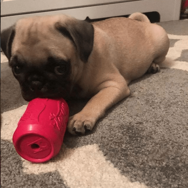 SodaPup Puppy Can Rubber Chew Toy & Treat Dispenser – USA-Made Teething & Enrichment Toy for Puppies