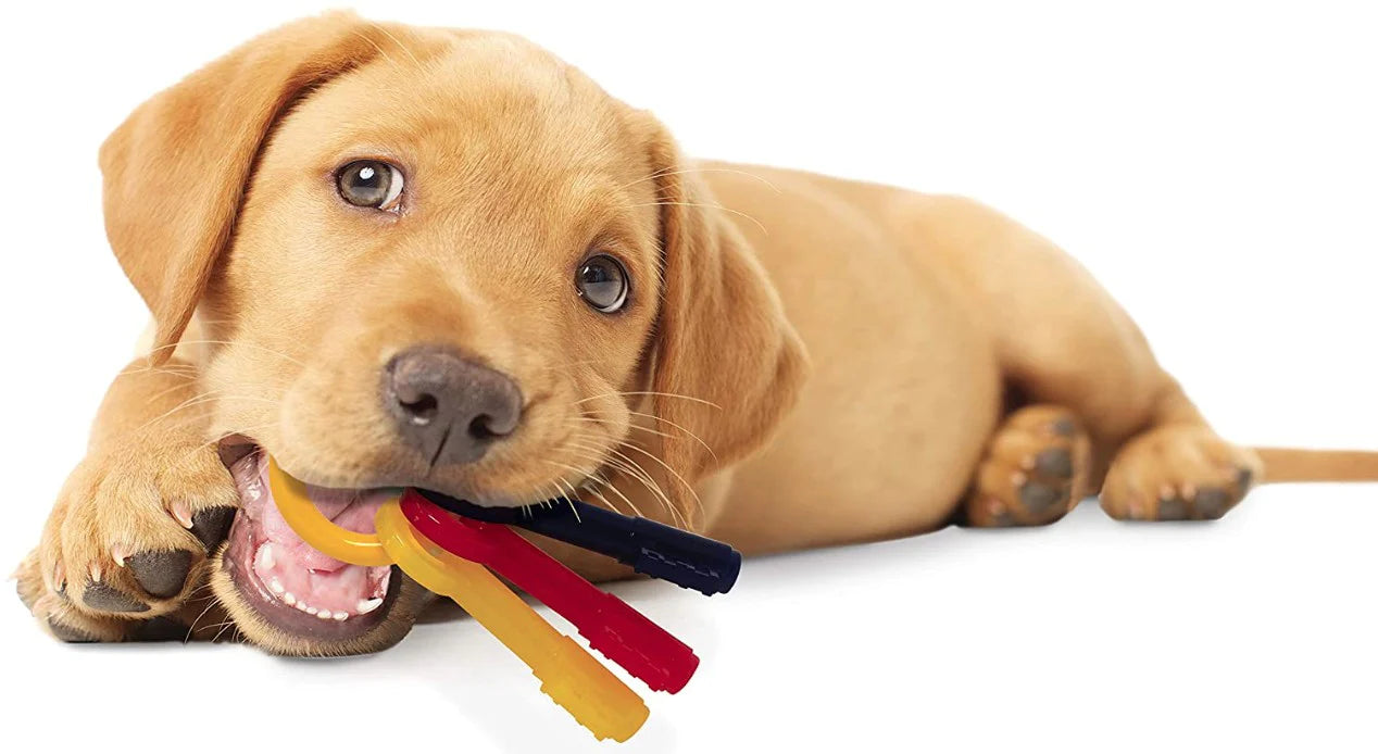 Nylabone Puppy Teething Chew Toy Key Ring – Soothing Teether for Gentle Chewers