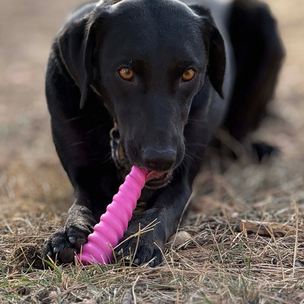 Unicorn Horn Dog Chew Toy – Durable Nylon Chew for Aggressive & Power Chewers | Made in USA