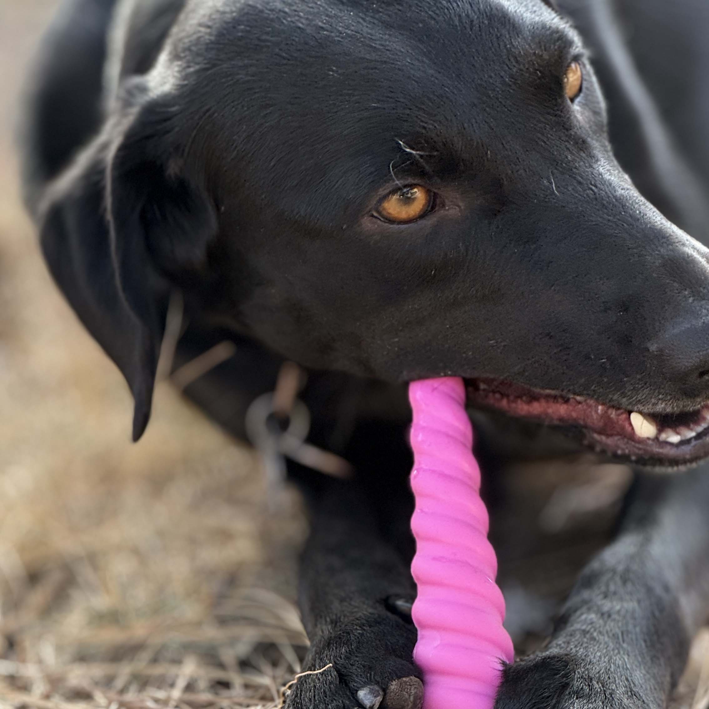 Unicorn Horn Dog Chew Toy – Durable Nylon Chew for Aggressive & Power Chewers | Made in USA