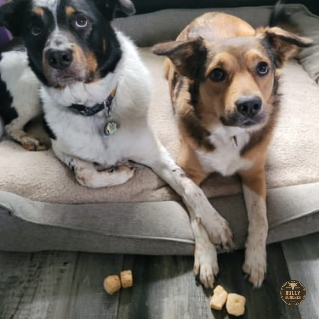 Himalayan Yak Cheese Puffs – Crunchy, All-Natural Dog Treats