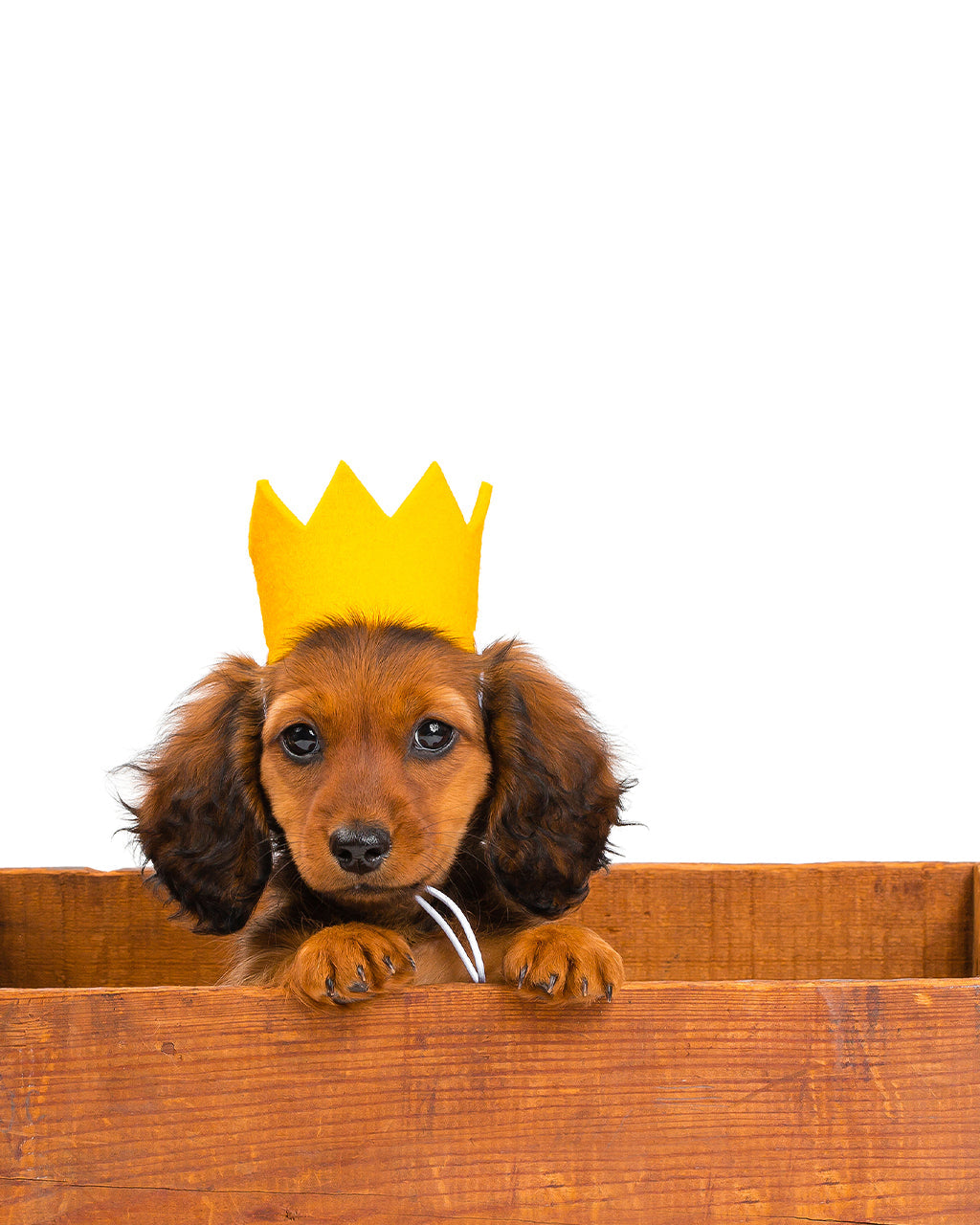 Colorful Wool Party Crowns for Pets – Adjustable & Photo-Ready